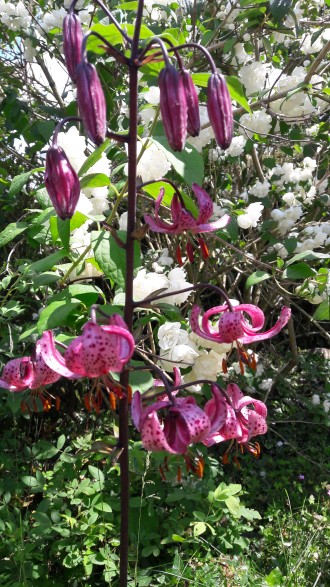 lilly_front_garden_at_the_hollies_appleby